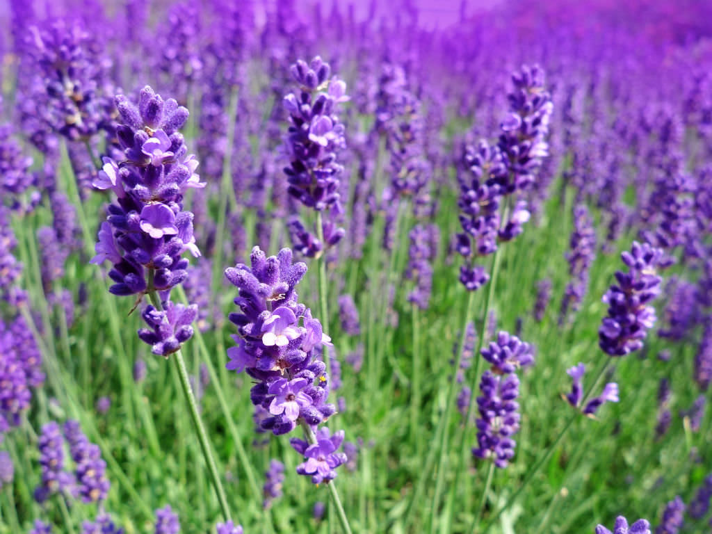 Organic Lavender Dryer Sachet - Set. of3