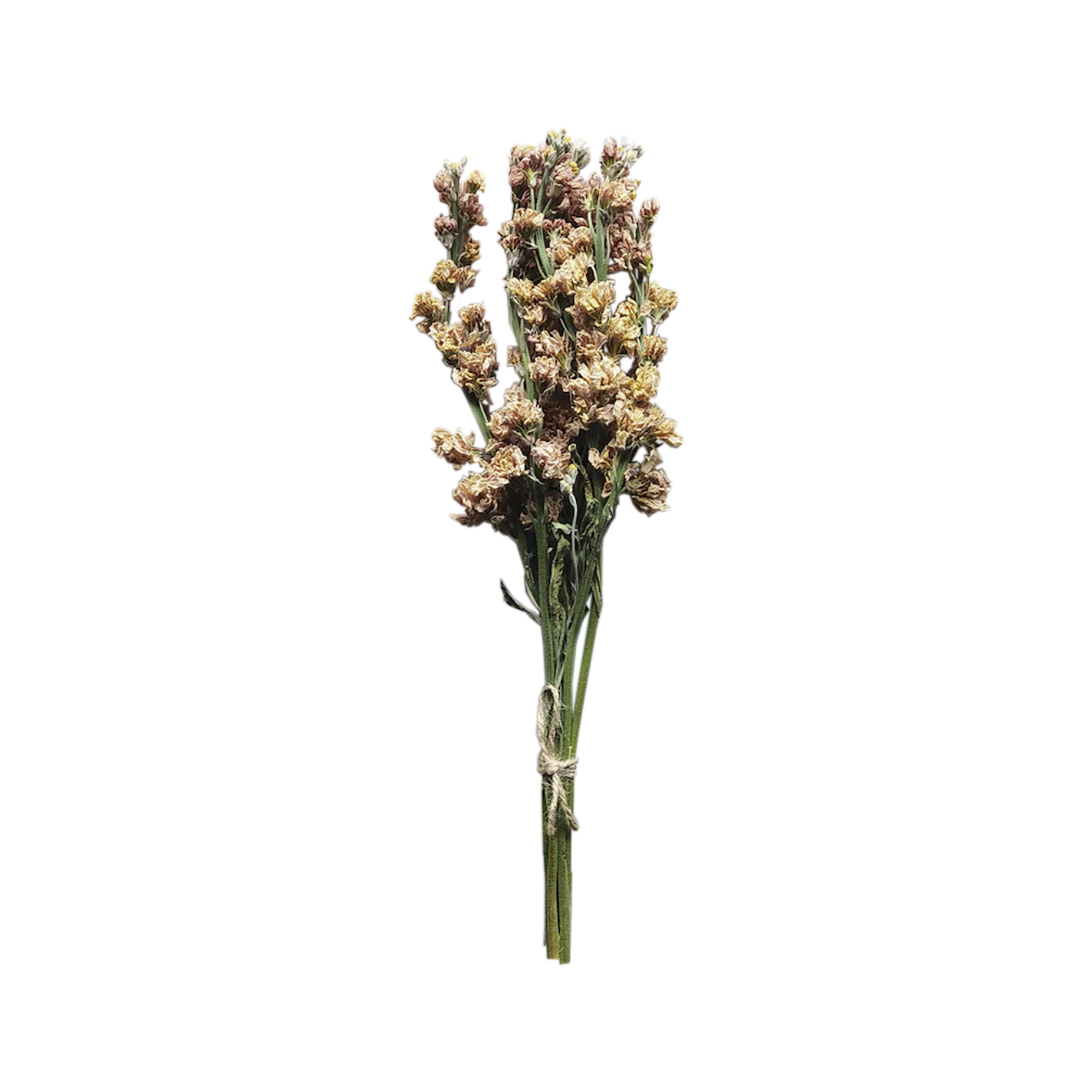 Dried Larkspur