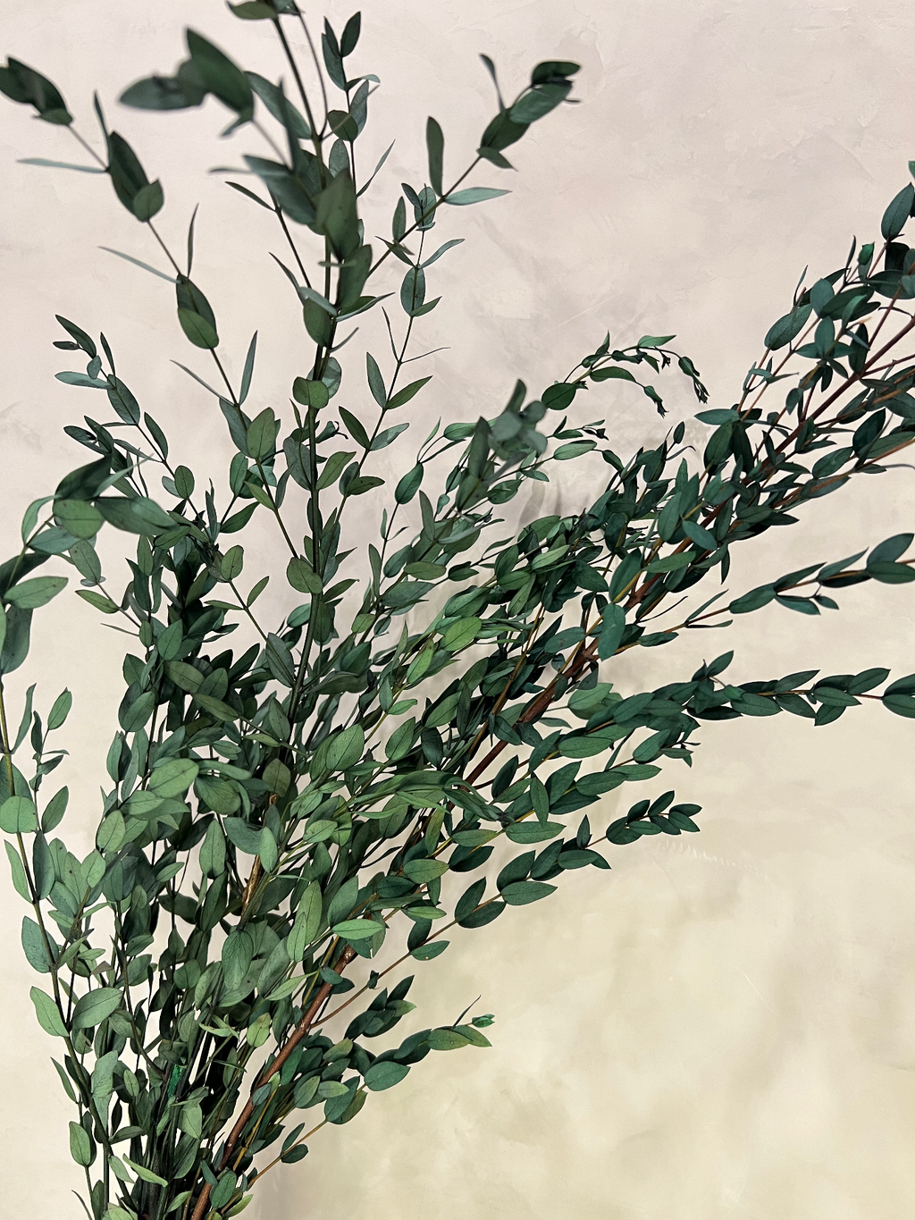 Preserved Parvifolia Eucalyptus