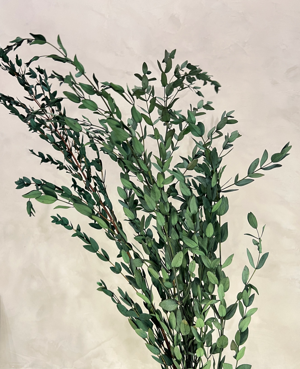 Preserved Parvifolia Eucalyptus