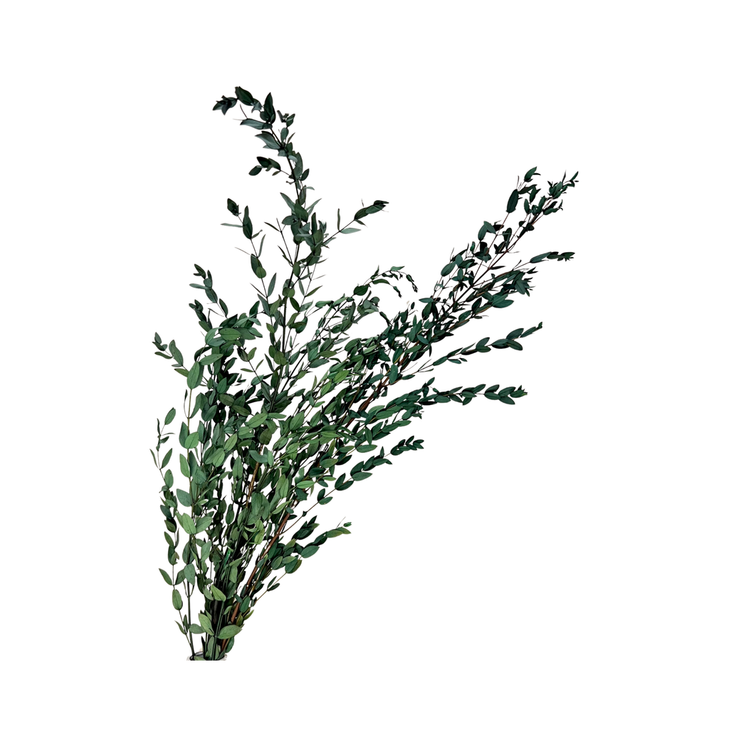 Preserved Parvifolia Eucalyptus