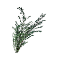 Preserved Parvifolia Eucalyptus