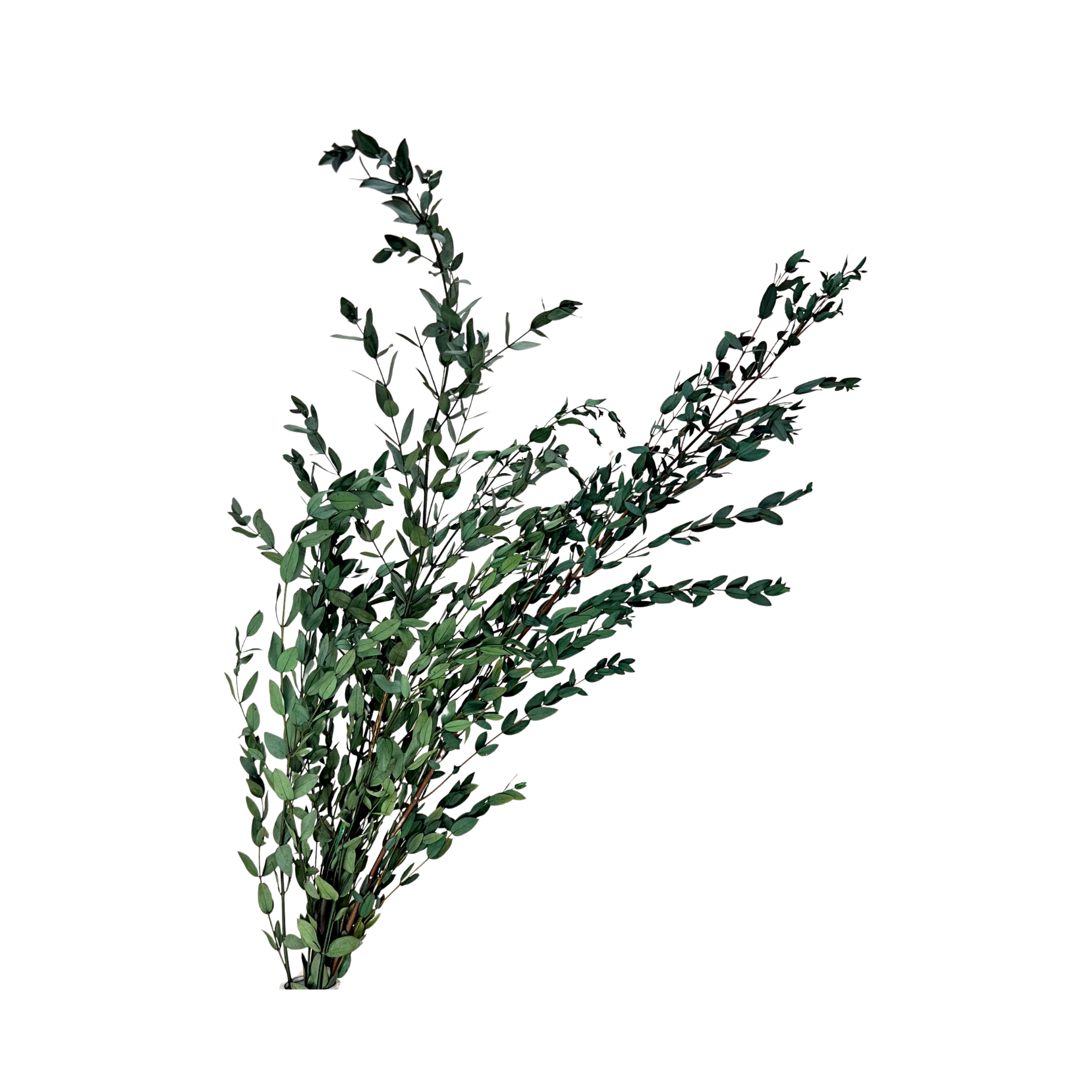 Preserved Parvifolia Eucalyptus