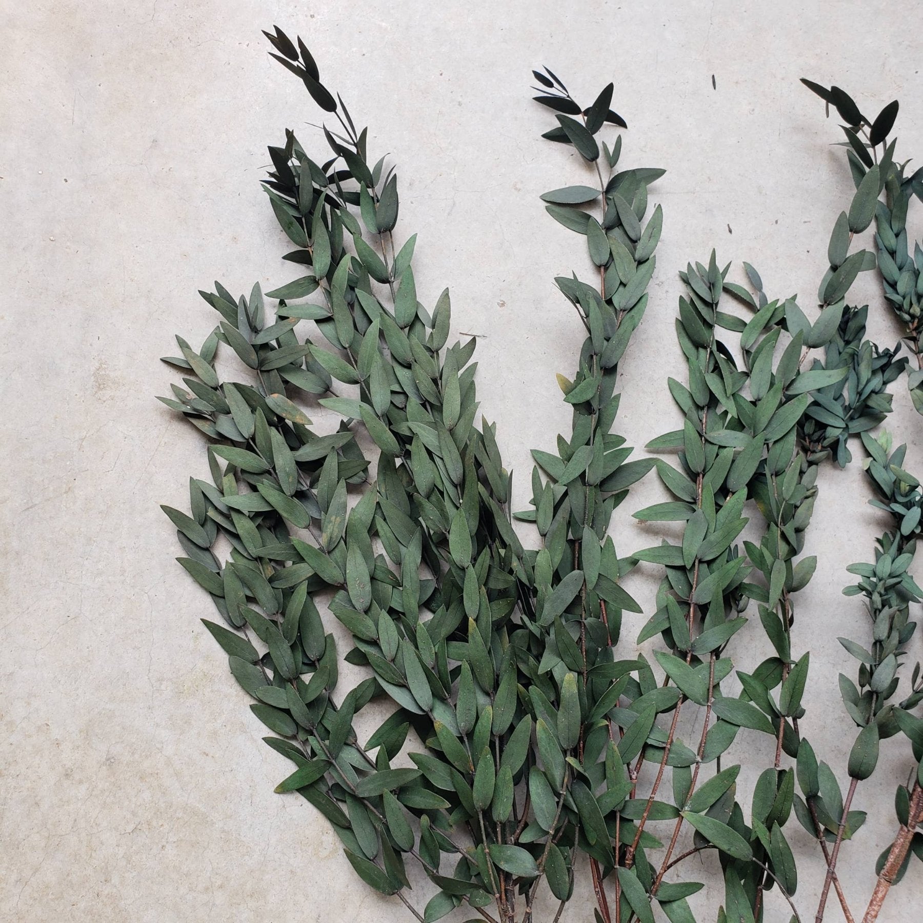 Preserved Parvifolia Eucalyptus