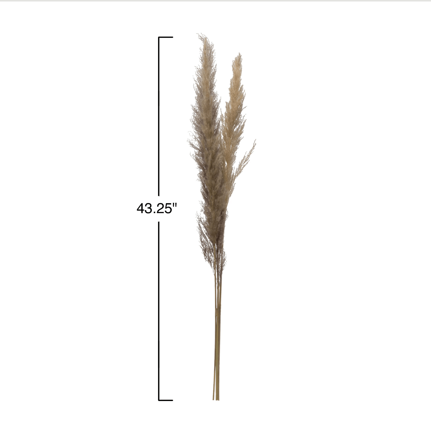 Dried Natural Pampas Grass Bunch