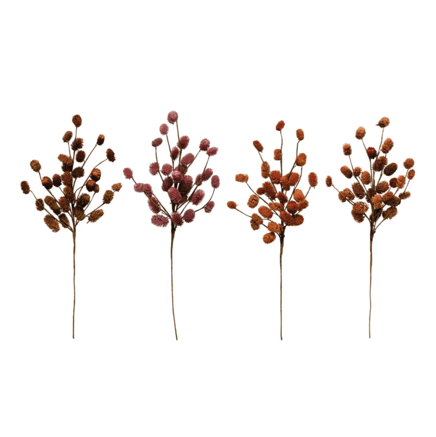 Dried Natural Thistle