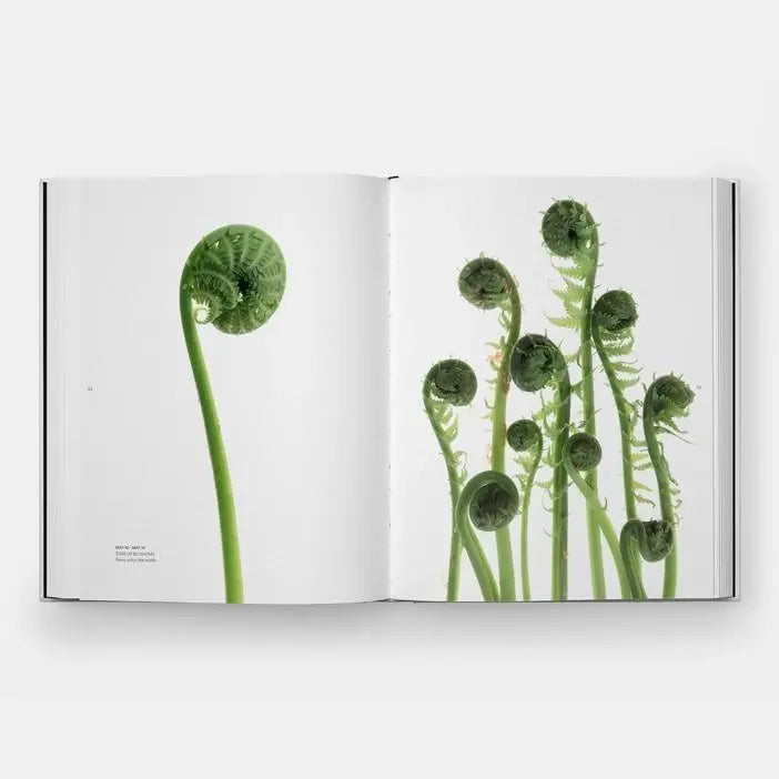 Still: The Art of Noticing