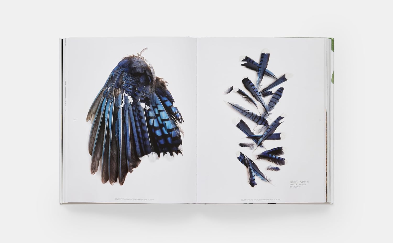 Still: The Art of Noticing