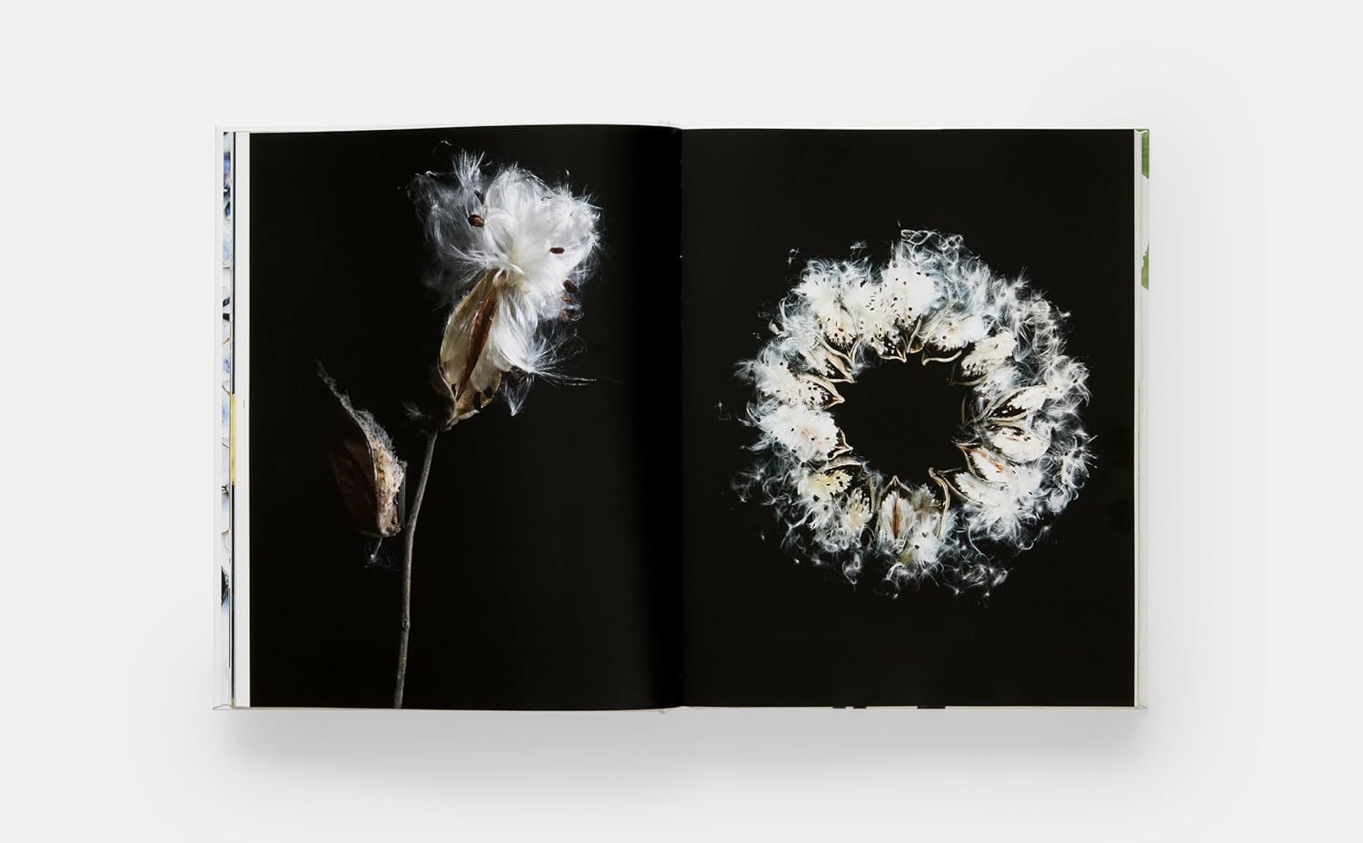 Still: The Art of Noticing